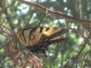 Butterfly  (800x600)