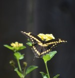 Open wings (766x800)