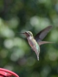 Hummingbirds 9.7.15 2015-09-07 048 (596x800)