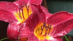 Flower One (800x450)