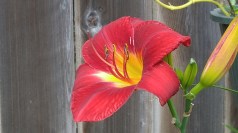 Flower Power (800x450)