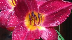 Flower Two (800x450)