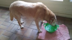 Tucker Ice Water (800x450)