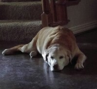 Tucker Sad (800x742)