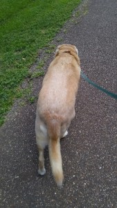 Tucker Walk (800x450)