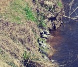 bale-of-turtles-800x688